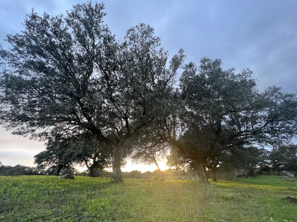 fotografía de dos encinas de la dehesa de Extremadura.